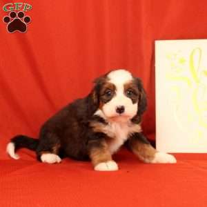 Pearl, Mini Bernedoodle Puppy
